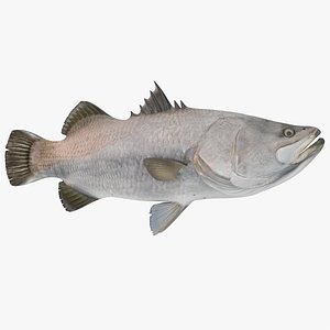 Barramundi or Lates Calcarifer Fish 3D Model