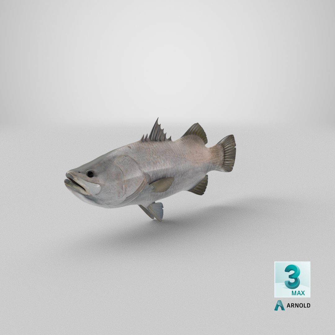 barramundi lates calcarifer fish 3D model https://p.turbosquid.com/ts-thumb/V5/6dgIku/T6/stemcell_max_arnold_render/png/1648453459/1920x1080/fit_q87/fd25eec5c8ba735a5c8248b9704a2d2987e89b2d/stemcell_max_arnold_render.jpg