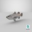 Barramundi or Lates Calcarifer Fish 3D Model