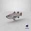Barramundi or Lates Calcarifer Fish 3D Model