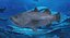 Barramundi or Lates Calcarifer Fish 3D Model