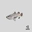Barramundi or Lates Calcarifer Fish 3D Model