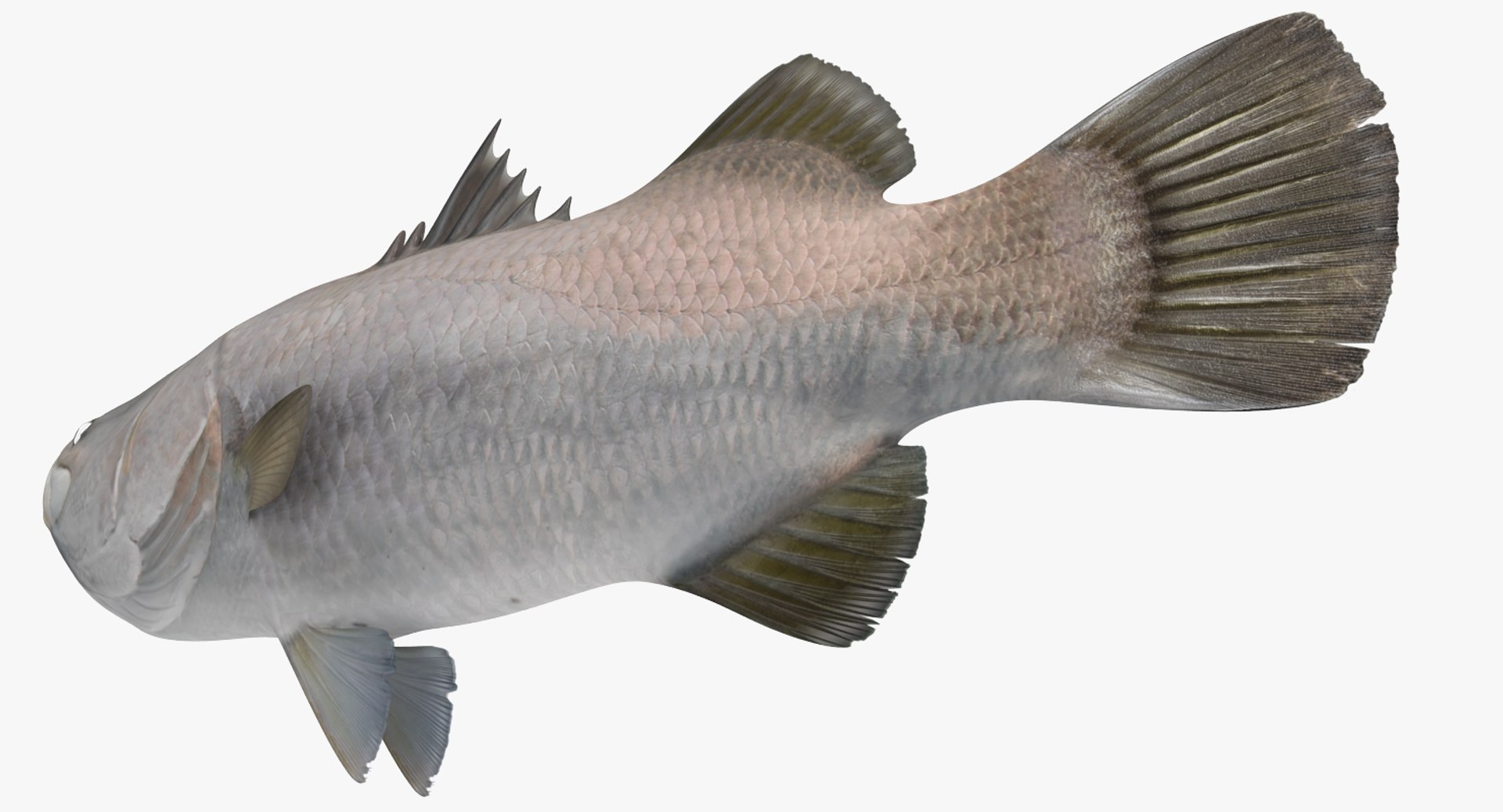 barramundi lates calcarifer fish 3D model https://p.turbosquid.com/ts-thumb/V5/6dgIku/VRyv5353/barramundiorlatescalcariferfishmb3dmodel006/jpg/1543411511/1920x1080/fit_q87/5c10d015c2eb2b6dbaa6e5b966179512621c70f9/barramundiorlatescalcariferfishmb3dmodel006.jpg