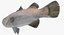 Barramundi or Lates Calcarifer Fish 3D Model