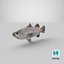 Barramundi or Lates Calcarifer Fish 3D Model