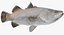 Barramundi or Lates Calcarifer Fish 3D Model