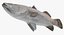 Barramundi or Lates Calcarifer Fish 3D Model