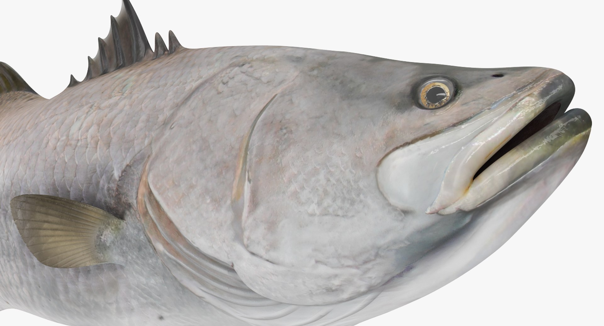 barramundi lates calcarifer fish 3D model https://p.turbosquid.com/ts-thumb/V5/6dgIku/eX2drMJZ/barramundiorlatescalcariferfishmb3dmodel007/jpg/1543411514/1920x1080/fit_q87/0ffa77b367cc07dae159a0ed2e30705faef7f48b/barramundiorlatescalcariferfishmb3dmodel007.jpg