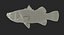 Barramundi or Lates Calcarifer Fish 3D Model