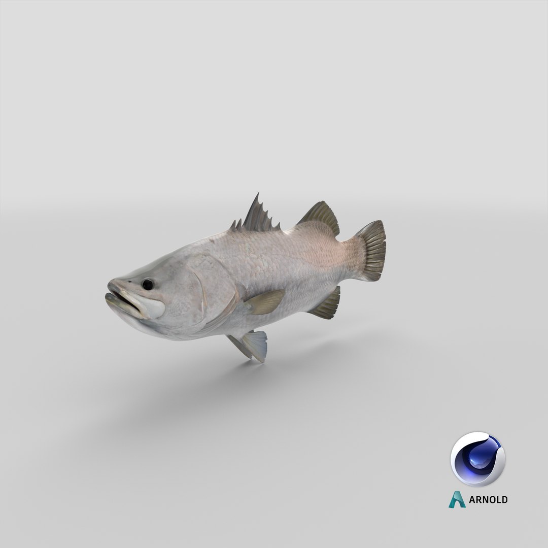 barramundi lates calcarifer fish 3D model https://p.turbosquid.com/ts-thumb/V5/6dgIku/uU/stemcell_cinema_4d_arnold_render/png/1648453454/1920x1080/fit_q87/17ef30e21e3fd2363c355c3adaff77dc68772101/stemcell_cinema_4d_arnold_render.jpg