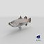 Barramundi or Lates Calcarifer Fish 3D Model