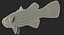 Barramundi or Lates Calcarifer Fish 3D Model