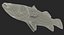 Barramundi or Lates Calcarifer Fish 3D Model