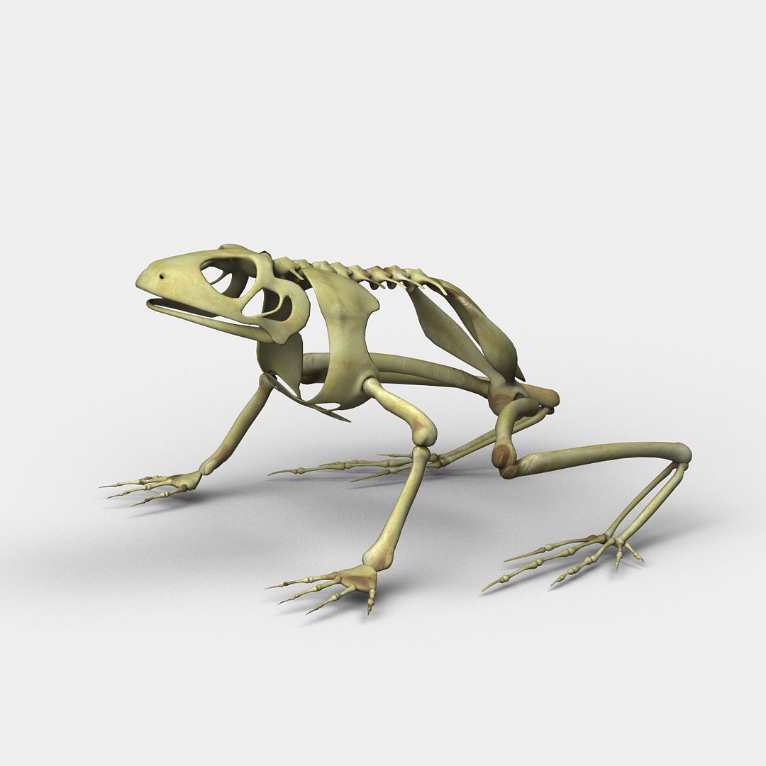 3d Frog Skeleton