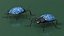 Blue Fungus Beetle Insect Fur Rigged