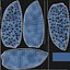 Blue Fungus Beetle Insect Fur Rigged