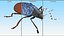Blue Fungus Beetle Insect Fur Rigged