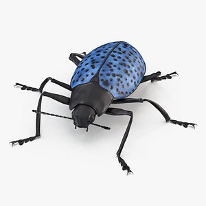 Blue Fungus Beetle Insect Fur Rigged