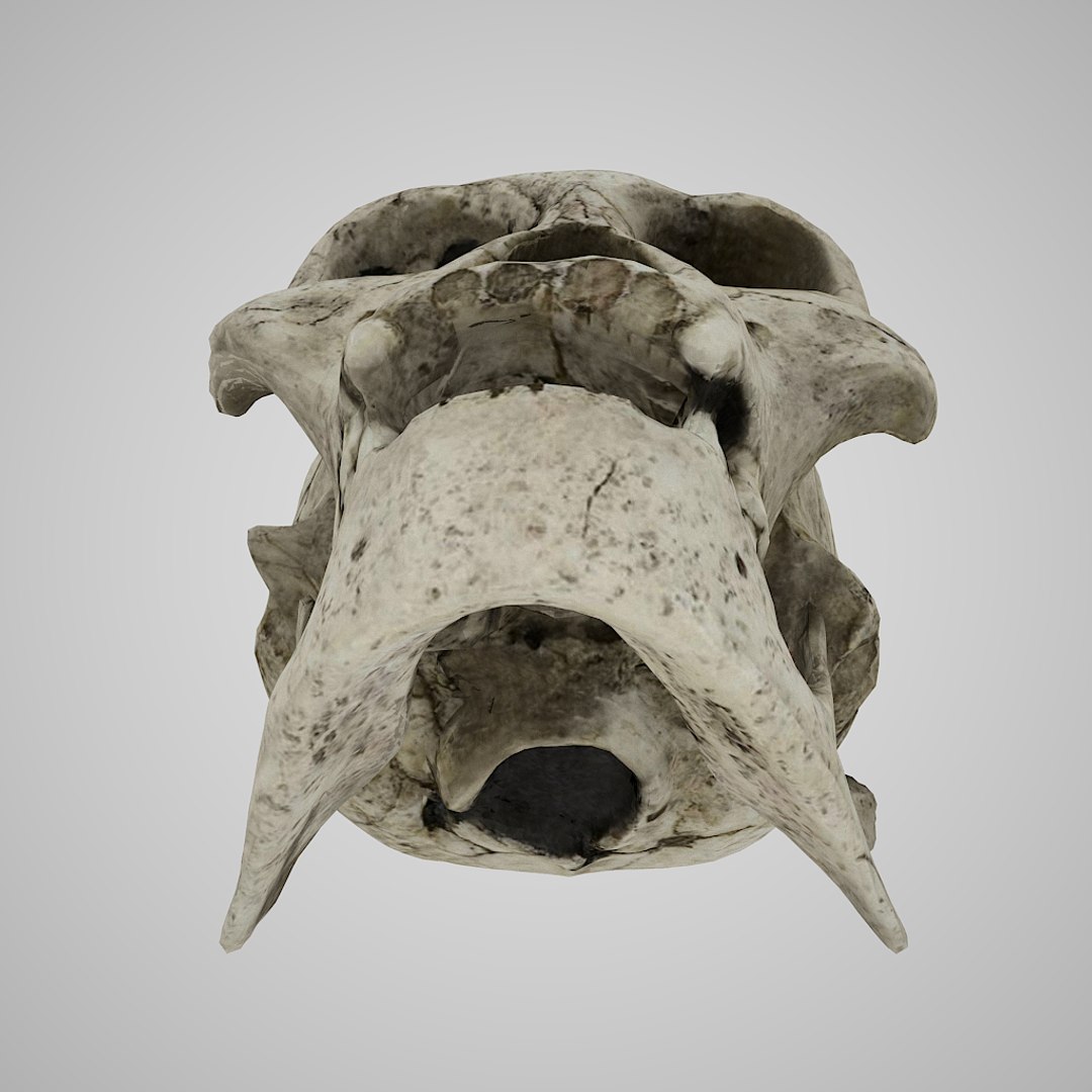 Homo Erectus Ergaster 3D Model - TurboSquid 1331613