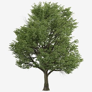 Set of Silver Linden or Tilia tomentosa Tree - 2 Trees 3D model