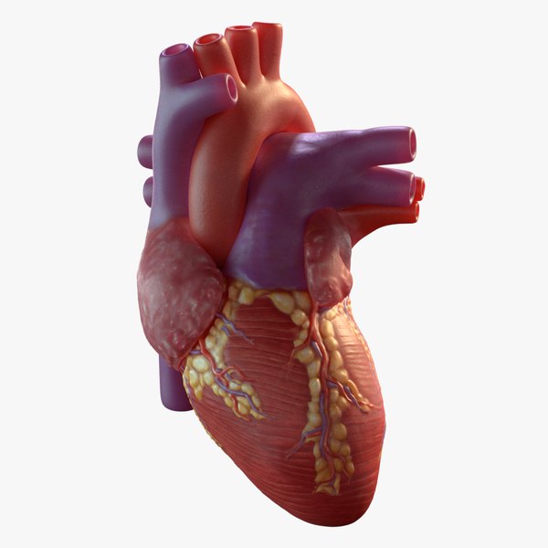 3D human heart - TurboSquid 1262531