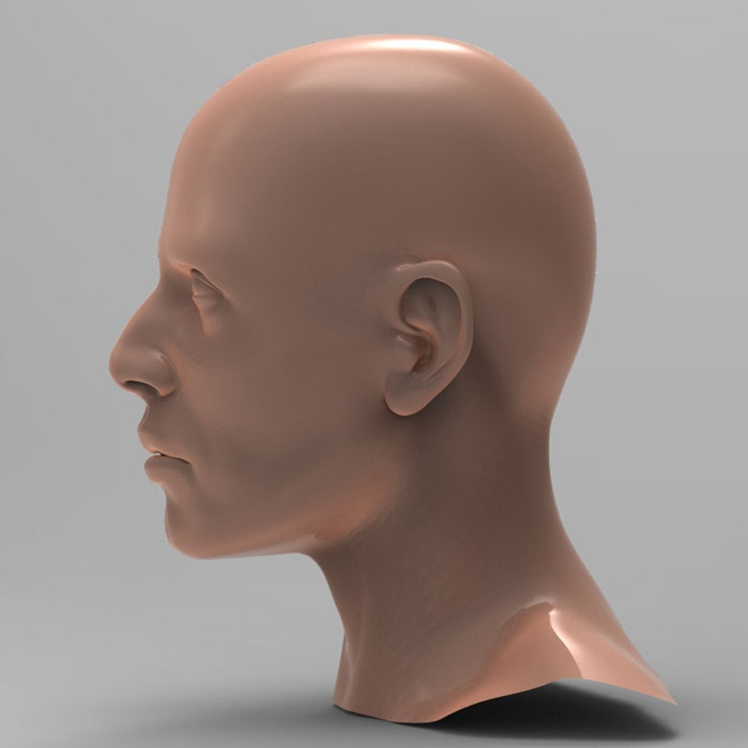 Human Male Head 3d Model