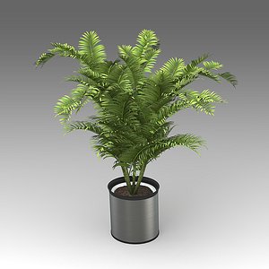 3d model areca palm plant