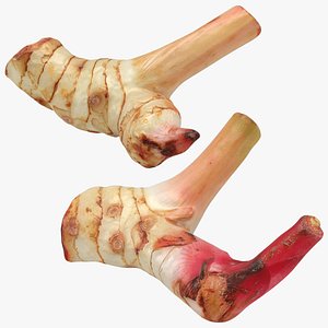 Galanga Set 3D model