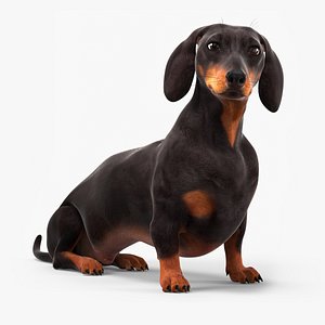 Sitting Black Dachshund Dog