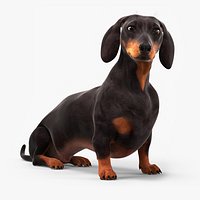Sitting Black Dachshund Dog