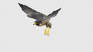 Low Poly Falcon Rigged With Realistic Texture 3D model