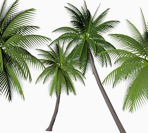 coconut palm 3d obj