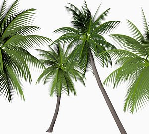 Coconut Palm
