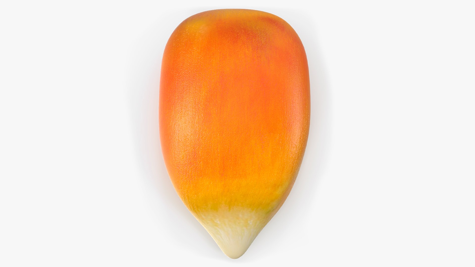 Corn Seed Kernel Food Single 3D model preview