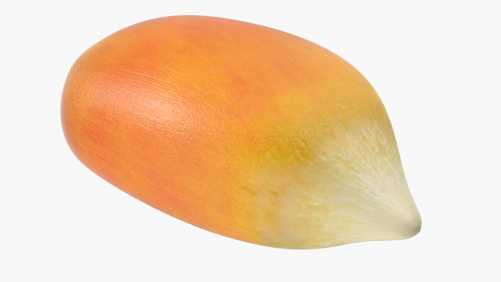 3D Model Corn Seed Kernel Food Single - TurboSquid 2515563