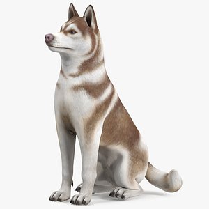 Husky Dog Copper and White Coat Rigged for Modo 3D model