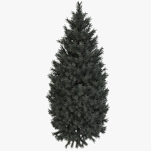 3d italian cypress trees 3 model