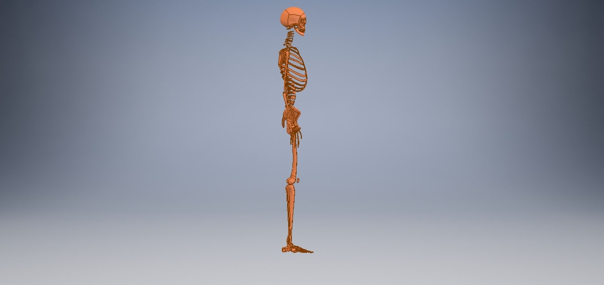 3D model human skeleton https://p.turbosquid.com/ts-thumb/V6/FEKFL6/A2FQONF5/humanskeleton4/jpg/1585458867/1920x1080/fit_q87/f53084652a059c9d0716a3430282c91dd43b08d7/humanskeleton4.jpg