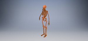 3D model human skeleton