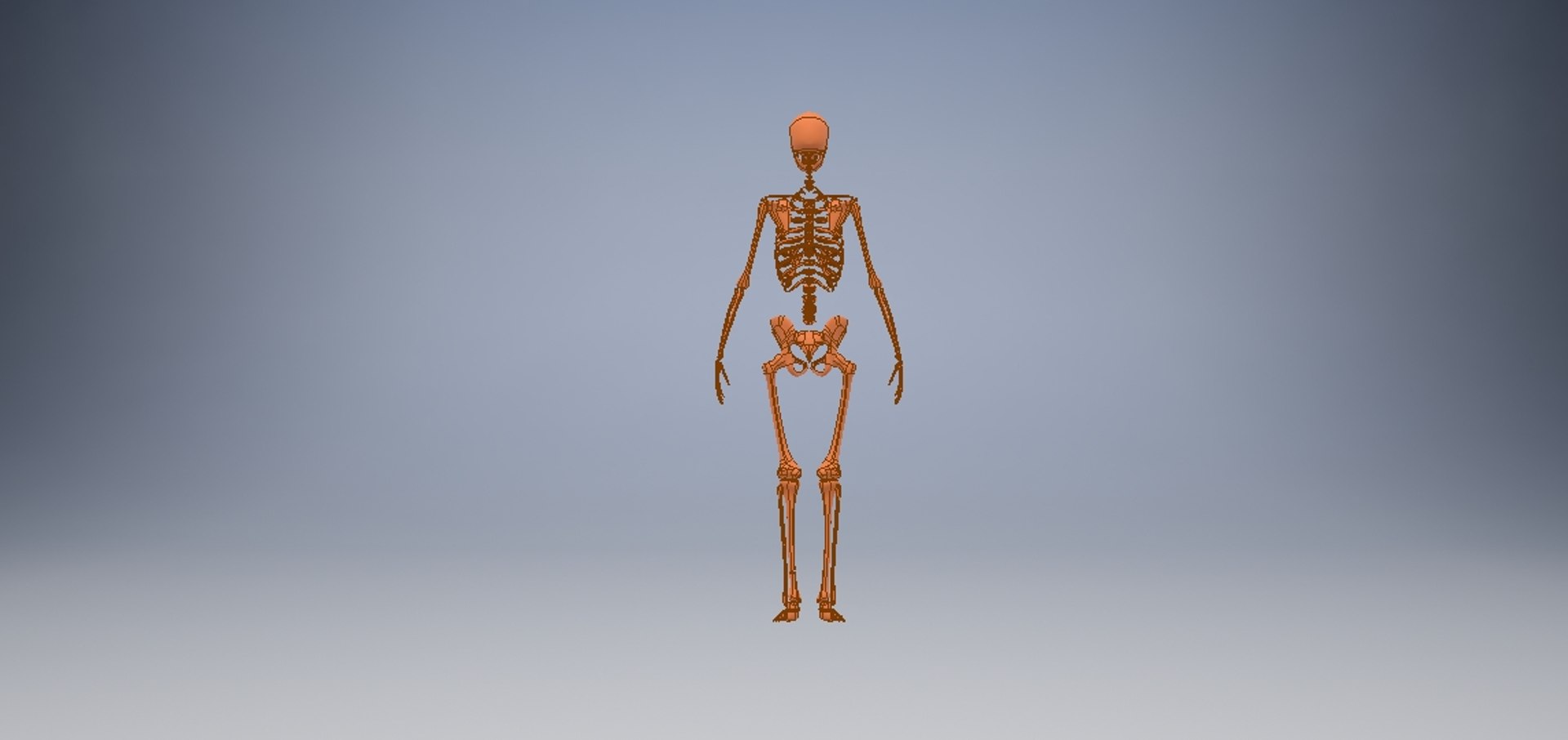 3D model human skeleton https://p.turbosquid.com/ts-thumb/V6/FEKFL6/OJ19PuoQ/tengkorak6/jpg/1585458867/1920x1080/fit_q87/80427220a48e079904463d227e61418b631928d5/tengkorak6.jpg