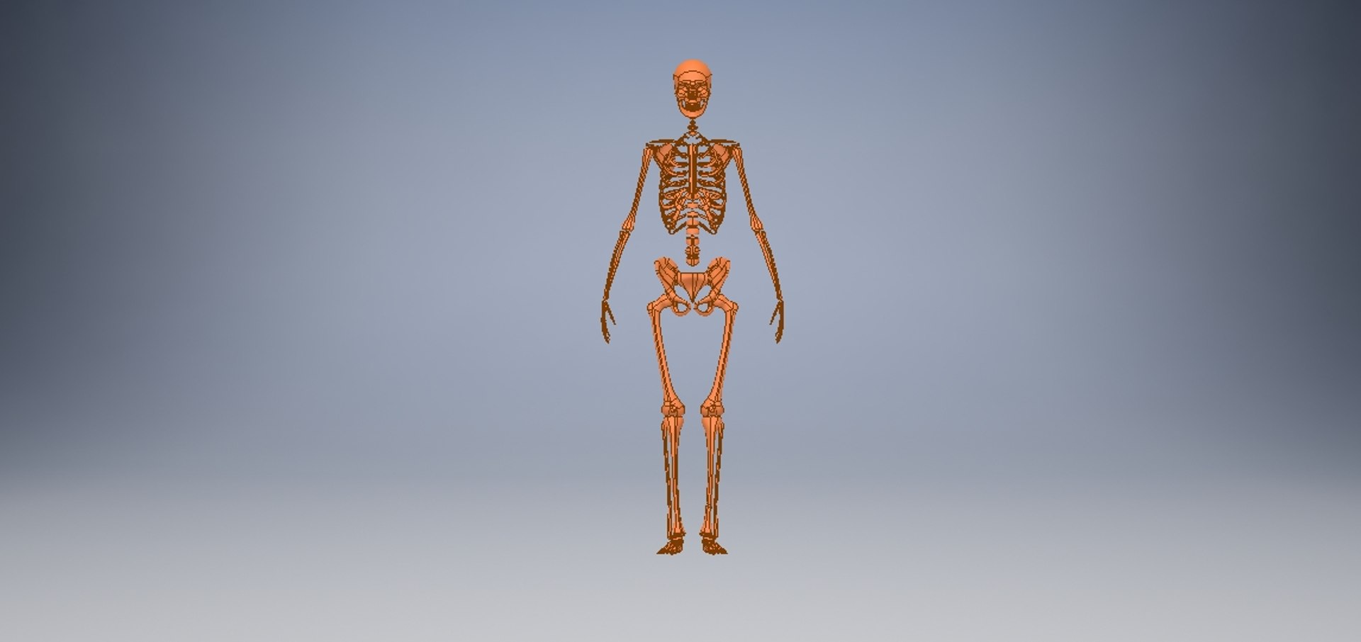 3D model human skeleton https://p.turbosquid.com/ts-thumb/V6/FEKFL6/ZkvLVq9F/humanskeleton5/jpg/1585458867/1920x1080/fit_q87/2e87d40f79338b6a2da092c683dd7e32c8094a7b/humanskeleton5.jpg