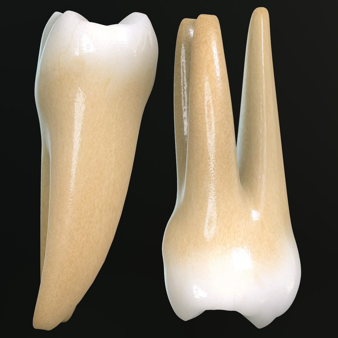 3d teeth molars model