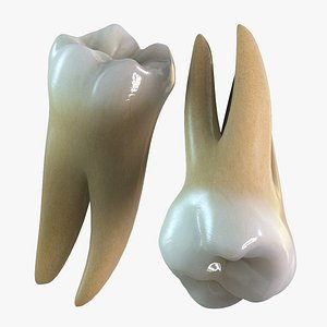 First Molars