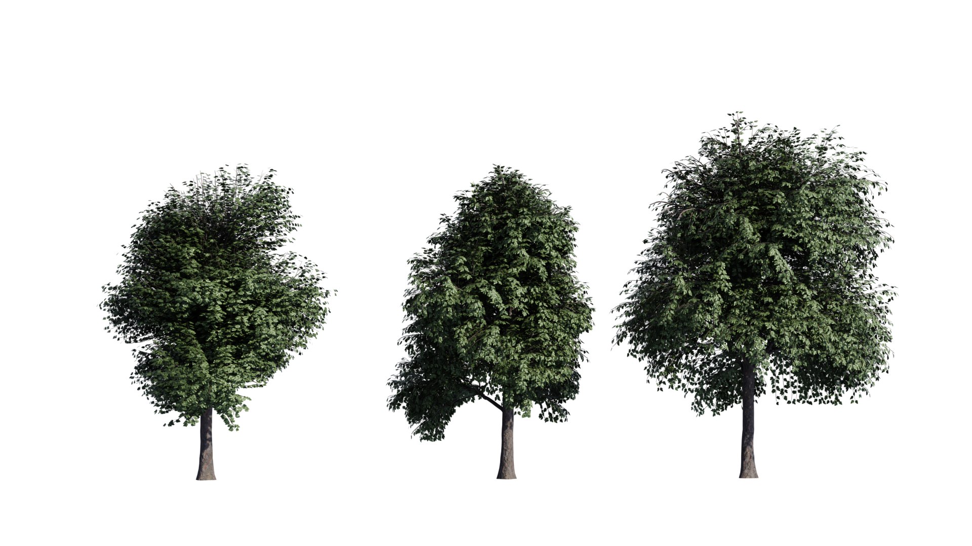 Maple Tree Set 03 3D - TurboSquid 2382576