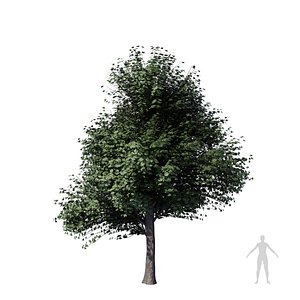 Maple Tree set 03 3D