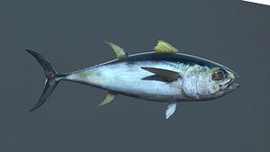 Common sea fish Low-poly 3D model