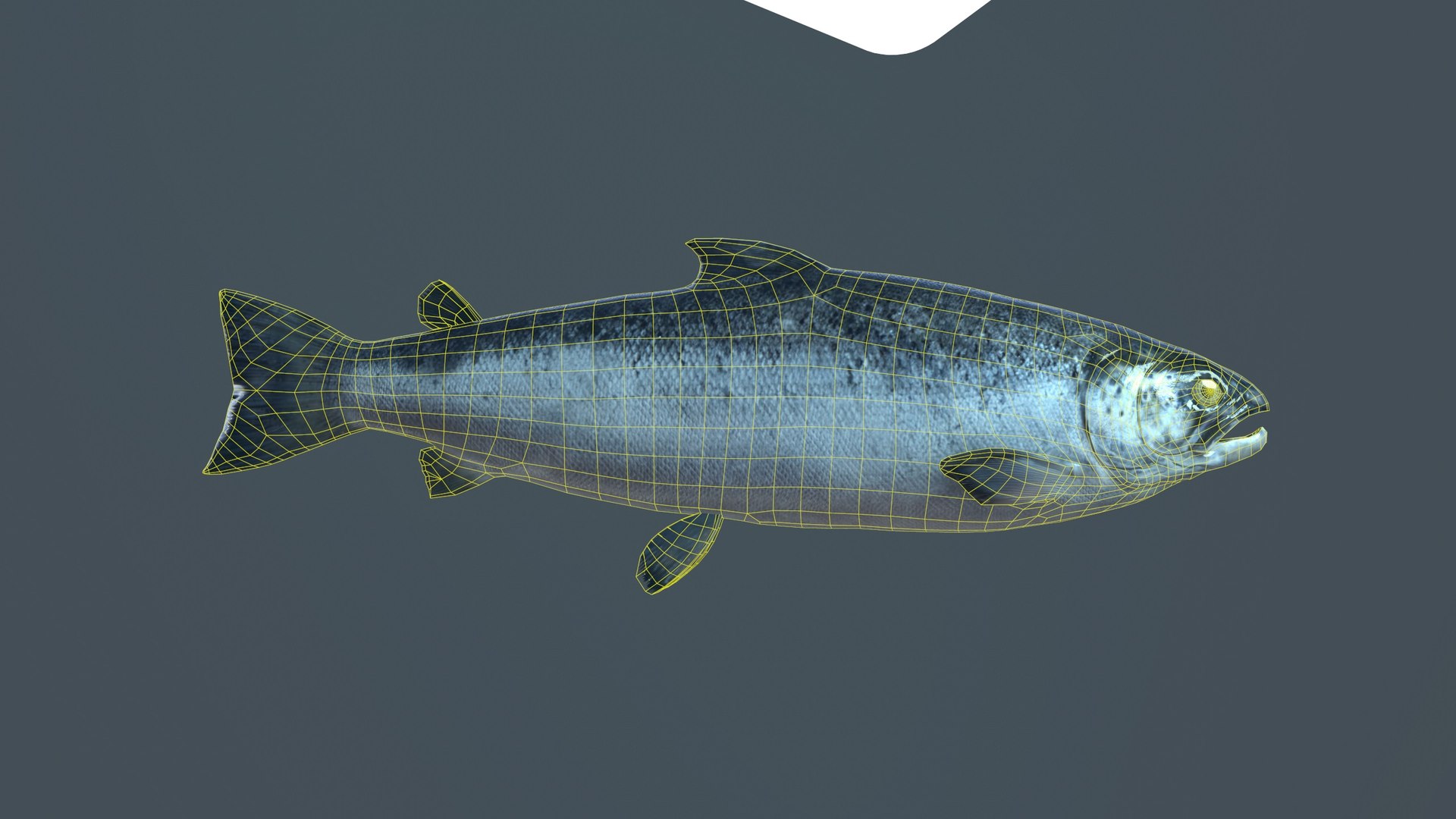 3D Common sea fish Low-poly 3D model model - TurboSquid 1981939