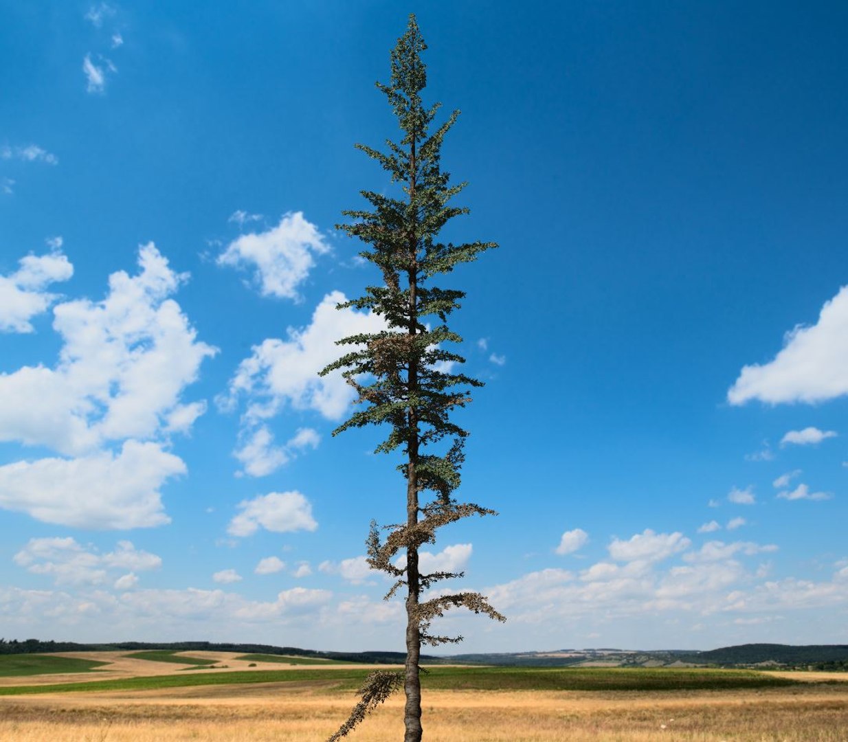 3D conifer tree 003 model https://p.turbosquid.com/ts-thumb/V6/btKhZz/LDQJD4OZ/conifer_003_preview_004/jpg/1604454165/1920x1080/fit_q87/41531a080e9f3ce0cb7a04f8b0ea0f64edde0cbc/conifer_003_preview_004.jpg