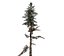 Nadelbaum 003