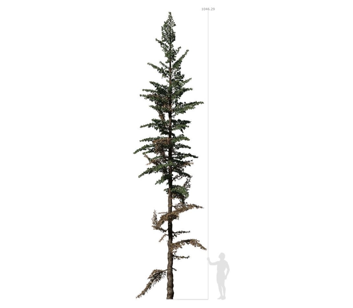 3D conifer tree 003 model TurboSquid 1644028